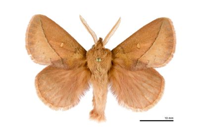 褐斜帶枯葉蛾 Euthrix tamahonis 雄蟲