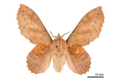 鋸緣枯葉蛾 Gastropacha horishana 雌蟲