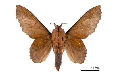 鋸緣枯葉蛾 Gastropacha horishana 雄蟲