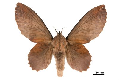 島嶼鋸緣枯葉蛾（中文名暫稱） Gastropacha insularis 雌蟲
