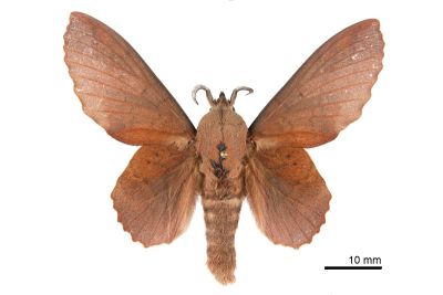 島嶼鋸緣枯葉蛾（中文名暫稱） Gastropacha insularis 雄蟲