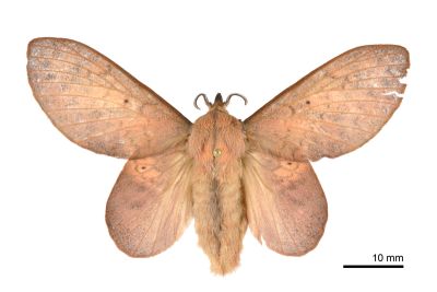 緣斑枯葉蛾 Gastropacha pardale formosana 雌蟲