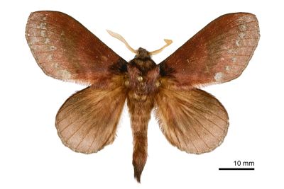 隱波紋枯葉蛾 Kunugia brunnea 雄蟲