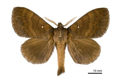 波紋枯葉蛾 Kunugia undans metanastroides 雄蟲