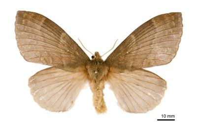 波紋枯葉蛾 Kunugia undans metanastroides 雌蟲