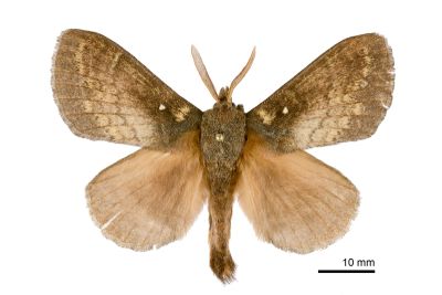 波紋枯葉蛾 Kunugia undans metanastroides 雄蟲