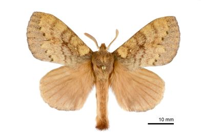波紋枯葉蛾 Kunugia undans metanastroides 雄蟲