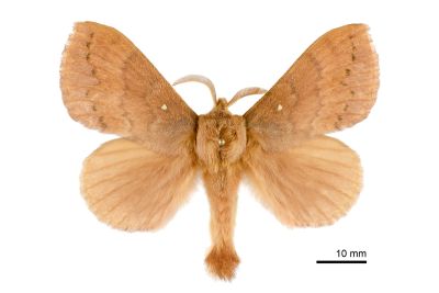 波紋枯葉蛾 Kunugia undans metanastroides 雄蟲