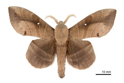 大灰枯葉蛾 Lebeda nobilis nobilis 雄蟲