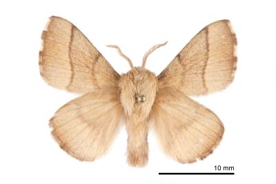臺灣天幕枯葉蛾 Malacosoma neustria formosana 雄蟲