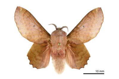 臺灣枯葉蛾 Paradoxopla sinuata taiwana 雄蟲