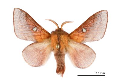 大元寶枯葉蛾 Somadasys catacoides 雄蟲