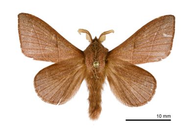 薄翅枯葉蛾 Syrastrena sumatrana obliquilinea 雄蟲