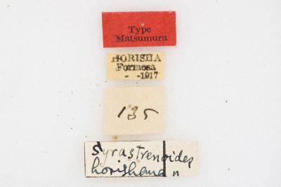 埔里雙線枯葉蛾 Syrastrenoides horishana