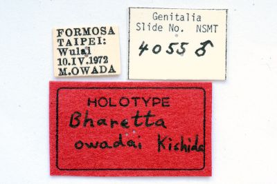 雙角小黑枯葉蛾 Bharetta owadai