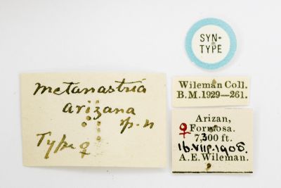 鋸紋枯葉蛾 Metanastria arizana