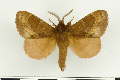 鋸紋枯葉蛾 Metanastria arizana 雄蟲