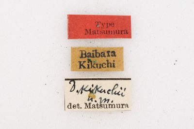 黃斑枯葉蛾 Dendrolimus kikuchii