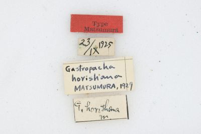 Karenkonia taiwanus