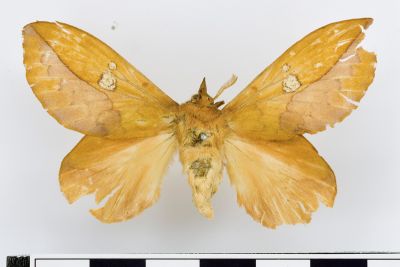 竹黃斜帶枯葉蛾 Euthrix laeta arina 雌蟲