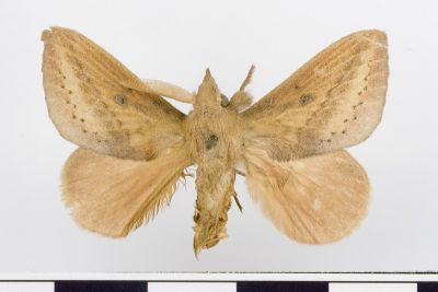淡紋斜帶枯葉蛾 Odonestis nigropuncta 雄蟲