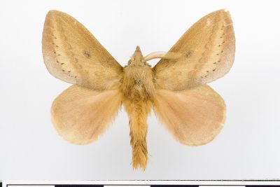 淡紋斜帶枯葉蛾 Odonestis nigropuncta 雄蟲