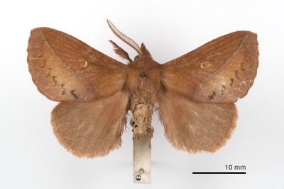棕斜帶枯葉蛾 Odonestis ochreipuncta 雄蟲