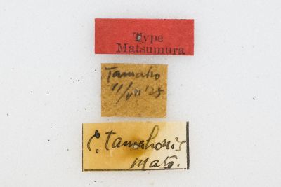 褐斜帶枯葉蛾 Cosmotriche tamahonis