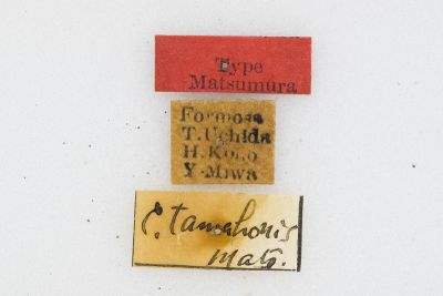 褐斜帶枯葉蛾 Cosmotriche tamahonis
