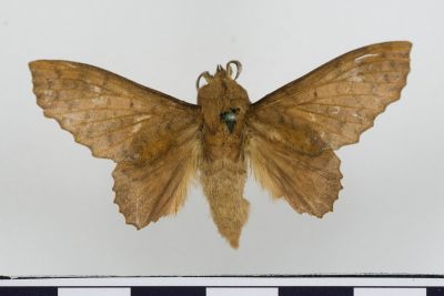 鋸緣枯葉蛾 Gastropacha horishana 雄蟲