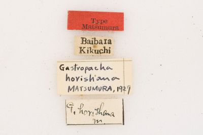 鋸緣枯葉蛾 Gastropacha horishana