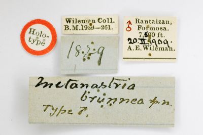 隱波紋枯葉蛾 Metanastria brunnea