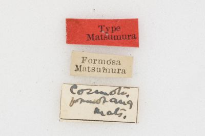棕斜帶枯葉蛾 Cosmotriche formosana