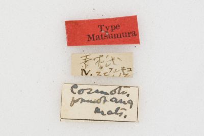 棕斜帶枯葉蛾 Cosmotriche formosana