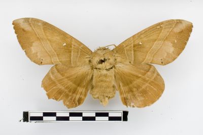 松大毛蟲 Lebeda nobilis 雌蟲