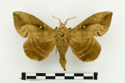松大毛蟲 Lebeda nobilis 雄蟲