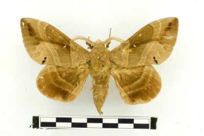 松大毛蟲 Lebeda nobilis 雄蟲