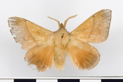 Odonestis formosae 雄蟲