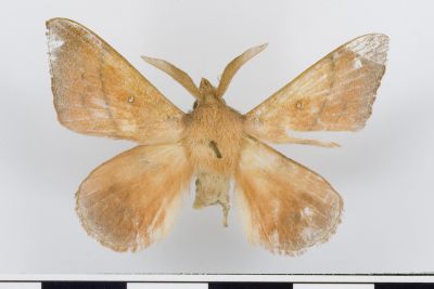 Odonestis formosae 雄蟲