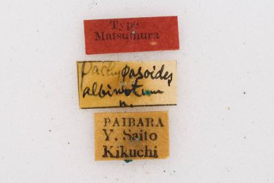 斜紋枯葉蛾 Pachypasoides albinota