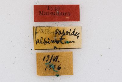 斜紋枯葉蛾 Pachypasoides albinota