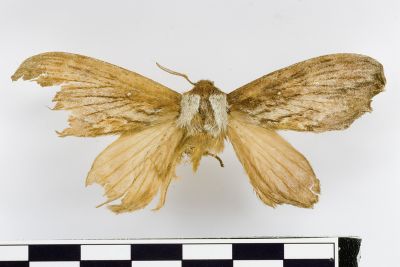Metanastria albisparsus 雌蟲