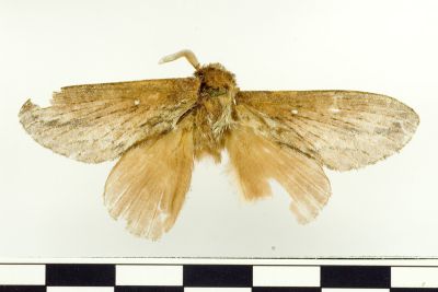 Metanastria albisparsus 雄蟲