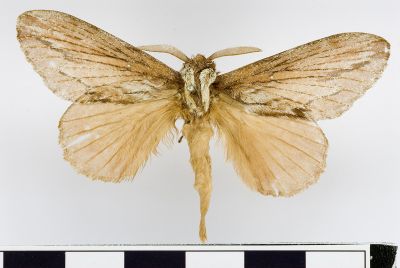 Metanastria albisparsus 雄蟲