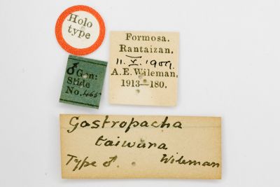 臺灣枯葉蛾 Gastropacha taiwana