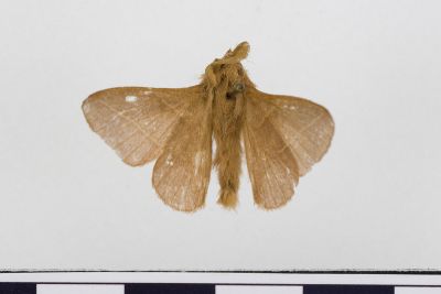 薄翅枯葉蛾 Syrastrena sumatrana obliquilinea 雄蟲