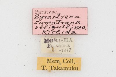 薄翅枯葉蛾 Syrastrena sumatrana obliquilinea
