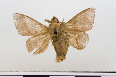 薄翅枯葉蛾 Syrastrena sumatrana obliquilinea 雄蟲