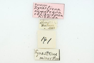 薄翅枯葉蛾 Syrastrena sumatrana obliquilinea