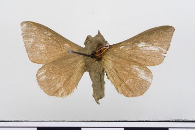 薄翅枯葉蛾 Syrastrena sumatrana obliquilinea 雄蟲